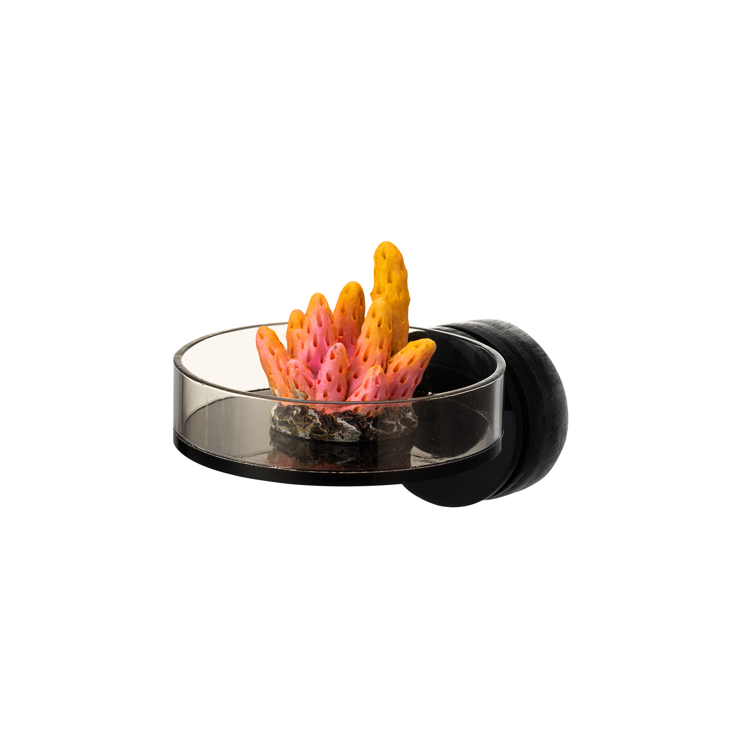 Marine Coral - Support de Frag de corail magnétique